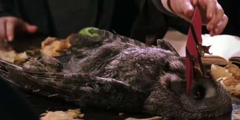 Errol the owl lying on the dining table with a letter in his mouth in Harry Potter