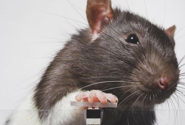 The Art of Rat Photography: A Tale of Creativity, Reward, and Social Commentary