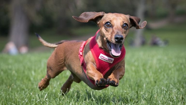 The Connection Between a Dog's Lifespan and Its Schnoz Size