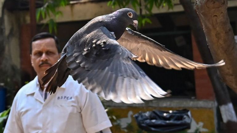 The Release of a Pigeon Suspected of Espionage: A Tale of Animal Rights and International Intrigue
