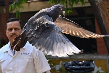 The Release of a Pigeon Suspected of Espionage: A Tale of Animal Rights and International Intrigue