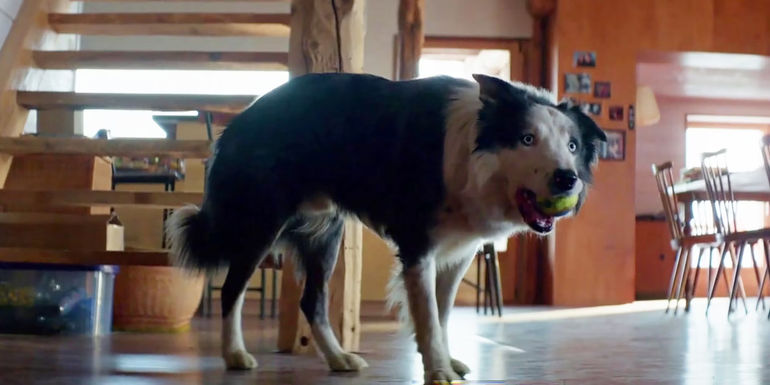 The Unforgettable Canine Performance in 'Anatomy of a Fall'