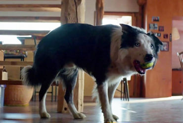 The Unforgettable Canine Performance in 'Anatomy of a Fall'