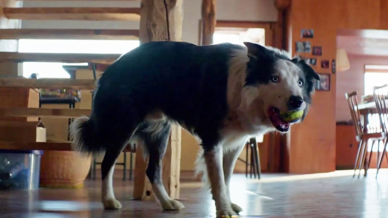 The Unforgettable Canine Performance in 'Anatomy of a Fall'