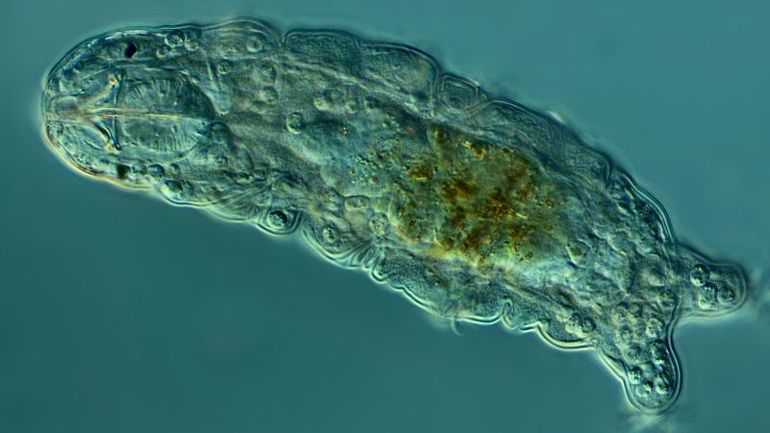 Unlocking the Survival Secrets of Tardigrades: The Extraordinary Creatures That Defy Extreme Environments