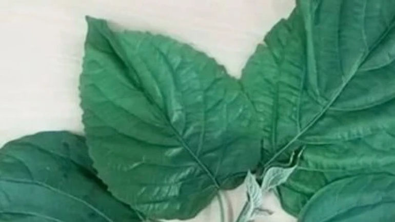 Nguy hại của việc sử dụng lá lộc mại trong điều trị và ẩm thực