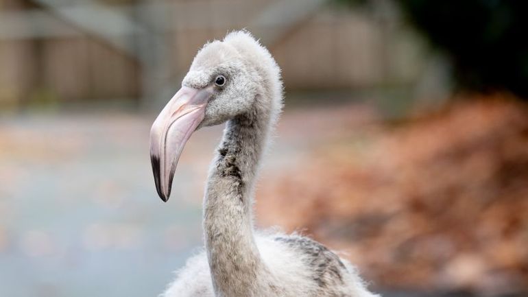 A Heartwarming Tale of Flamingo Eggs and a Midair Rescue