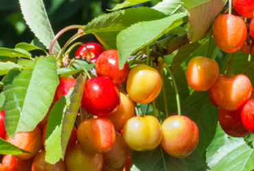 Bí Mật Của 4 Loại Quả "Thần Dược" Giúp Thận Khỏe Mạnh