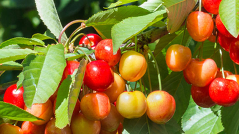 Bí Mật Của 4 Loại Quả "Thần Dược" Giúp Thận Khỏe Mạnh