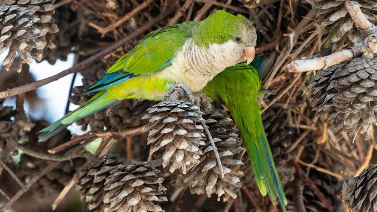Psittacosis Outbreak Claims Lives in Europe