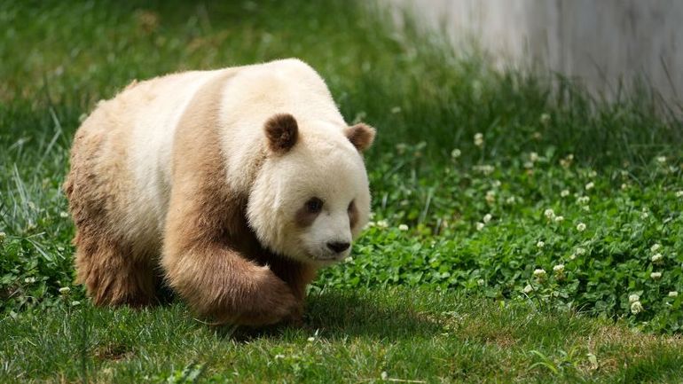 Unlocking the Mysteries of Panda Coat Colors: A Genetic Revelation