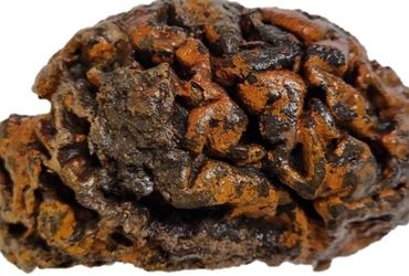 Fascinating Discovery: Unearthed Ancient Brains Offer Clues to Mental Health