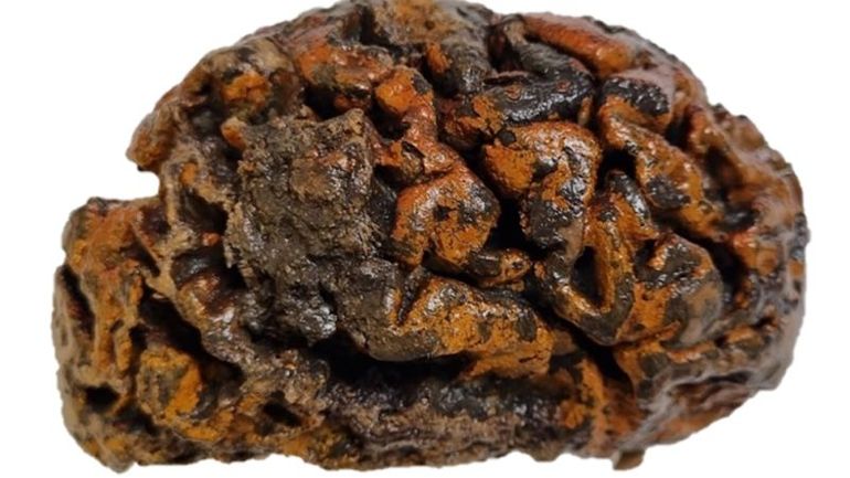 Fascinating Discovery: Unearthed Ancient Brains Offer Clues to Mental Health