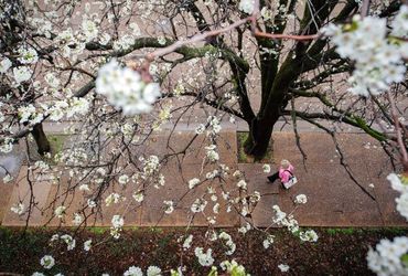 Understanding the Surge in Pollen Allergies: A Common Plight