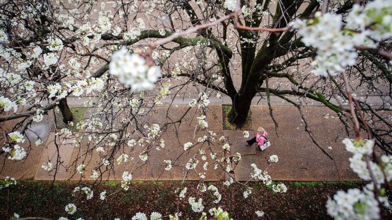 Understanding the Surge in Pollen Allergies: A Common Plight
