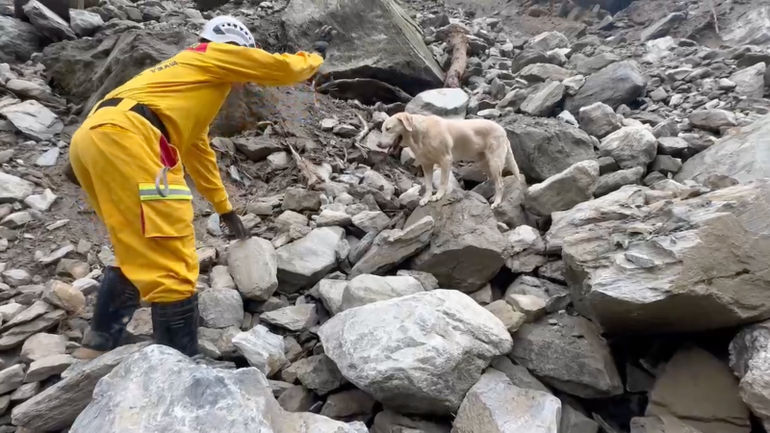 Meet 'Roger' - The Playful Pup Turned Hero of Taiwan's Earthquake Rescue Efforts
