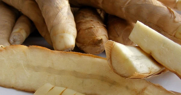 Khám phá củ dong - Siêu thực phẩm đa công dụng từ thiên nhiên