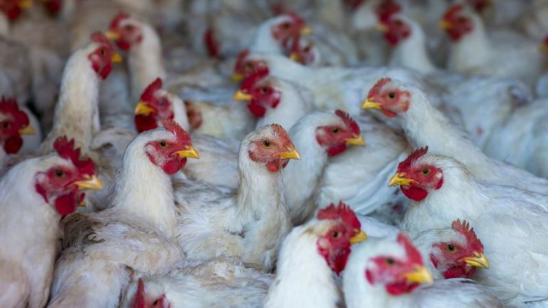Is it safe to consume dairy and poultry products during the bird flu scare? Essential precautions to follow