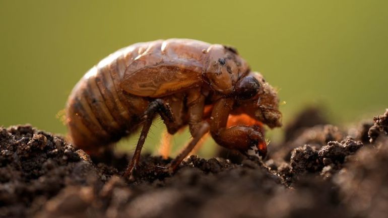 Spring's Bizarre Phenomenon: When Cicadas Turn into Sex-Crazed Zombies