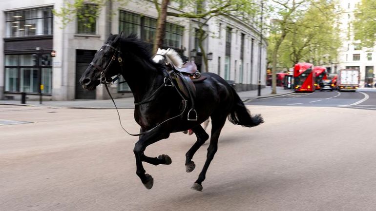 Escaped Horses in Critical State Amid London Chaos, Confirms Official