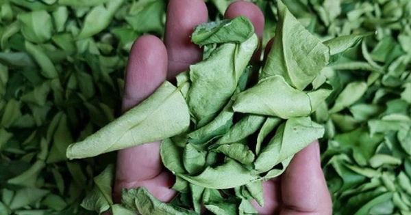 Lá Chanh - 'Thần Dược' Tự Nhiên Cho Sức Khỏe và Làn Da