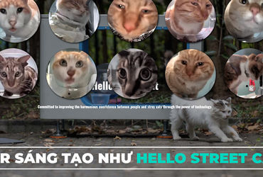 Những Mèo Yêu Đường Phố - Hành Trình Bảo Vệ Mèo Hoang Đầy Sáng Tạo