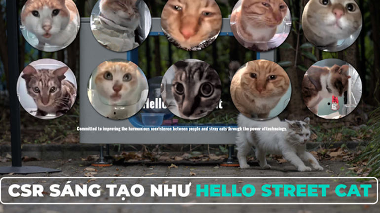 Những Mèo Yêu Đường Phố - Hành Trình Bảo Vệ Mèo Hoang Đầy Sáng Tạo