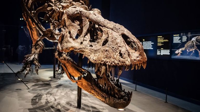 Unveiling the Evolutionary Advantage that Could Have Made Dinosaurs Earth's Dominant Species