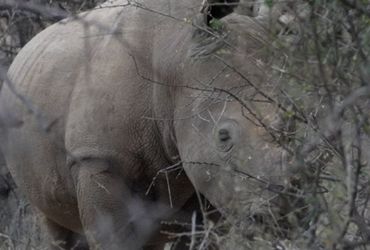 EarthRanger: Safeguarding Wildlife with Advanced Tracking Technology