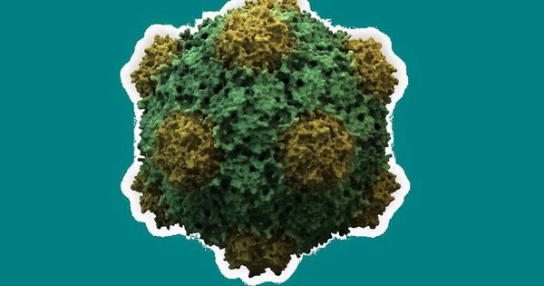 Sức Mạnh Đầy Bất Ngờ của Virus Thực Vật Trong Trị Ung Thư: Vigna unguiculata