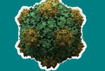 Sức Mạnh Đầy Bất Ngờ của Virus Thực Vật Trong Trị Ung Thư: Vigna unguiculata