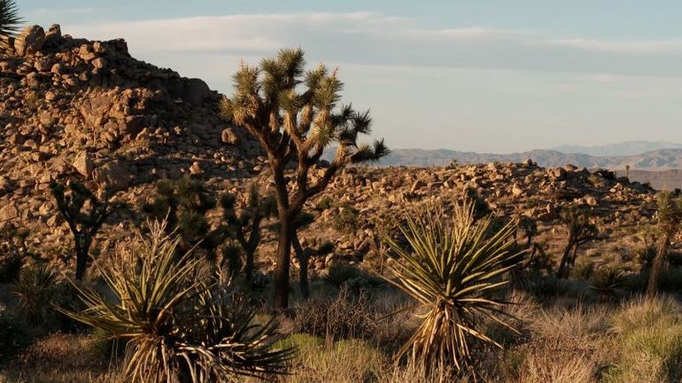 Preserving Nature's Legacy: Inside the Mission of a Seed Bank in the Mojave Desert