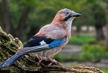 Eurasian Jays: Exploring the Fascinating World of Avian 'Mental Time Travel'