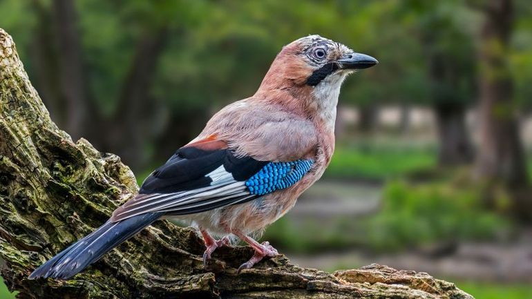 Eurasian Jays: Exploring the Fascinating World of Avian 'Mental Time Travel'