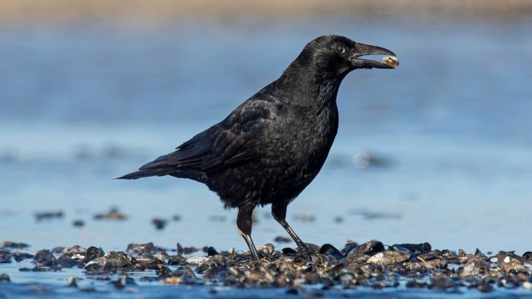 Crows Demonstrate Remarkable Counting Abilities Comparable to Young Children, Researchers Find
