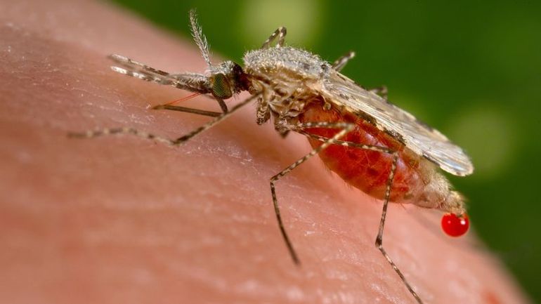 Djibouti takes on malaria outbreak with genetically modified mosquitoes