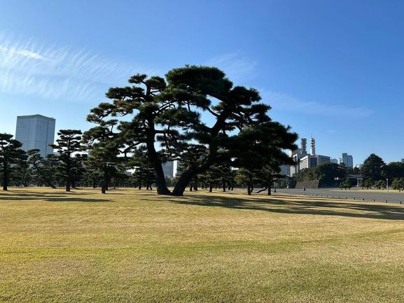 A large, solitary pine tree stands in the center of a grassy field, with skyscrapers and a clear blue sky in the background. No people are visible.