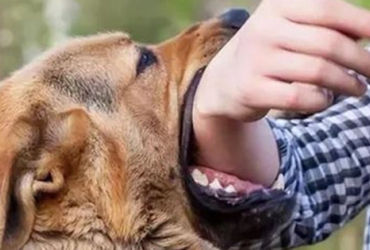 Người đàn ông mắc bệnh sau 2 tháng bị cắn chó