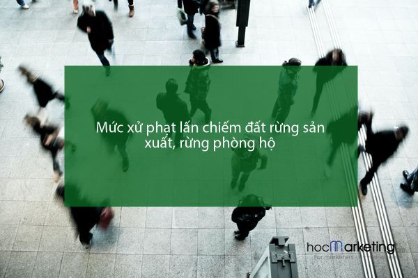 Mức xử phạt lấn chiếm đất rừng sản xuất, rừng phòng hộ