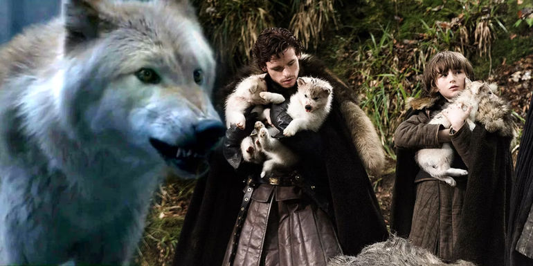 The Untold Secrets of the Stark Direwolves: Unveiling the Epic Saga of Game of Thrones