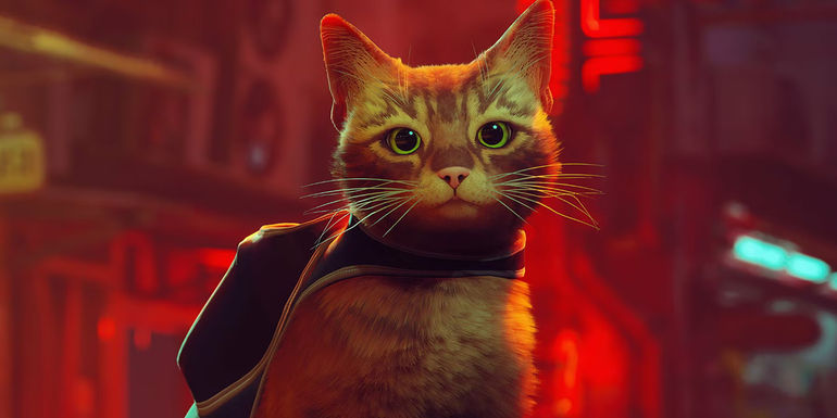 How to Make Stray Movie a Phenomenal Success