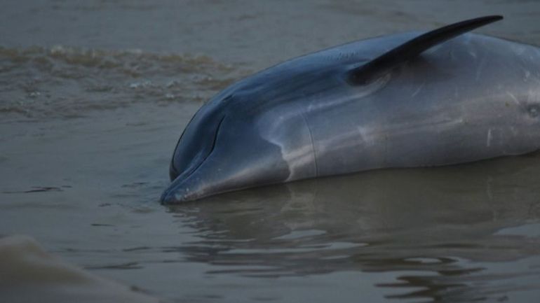 Unprecedented Tragedy: Over 100 Dolphins Perish in Scorching 102°F Amazon Waters