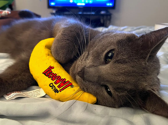 Unleashing the Future: Must-Have Tech Cat Toys of 2023