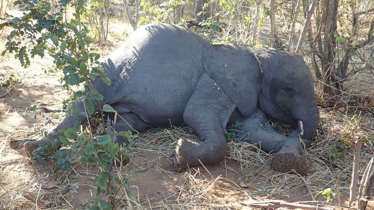 Scientists Discover the Cause Behind African Elephants' Mysterious Deaths