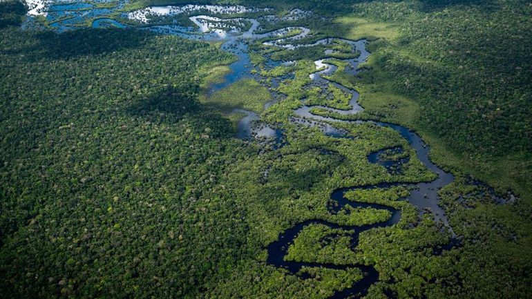 Record-breaking Decrease: Amazon Deforestation Plummets Over 20% to 5-Year Low