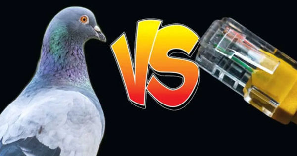 Mạng internet ở nông thôn Mỹ chậm ngang đưa thư bằng chim bồ câu