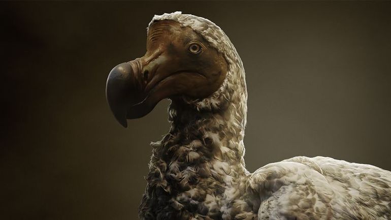 Reviving the Past: Reintroducing the Dodo Bird to Mauritius