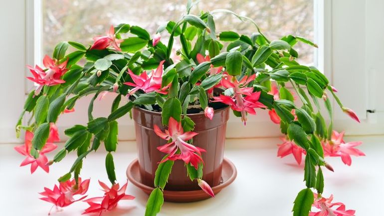 How to Properly Care for a Christmas Cactus