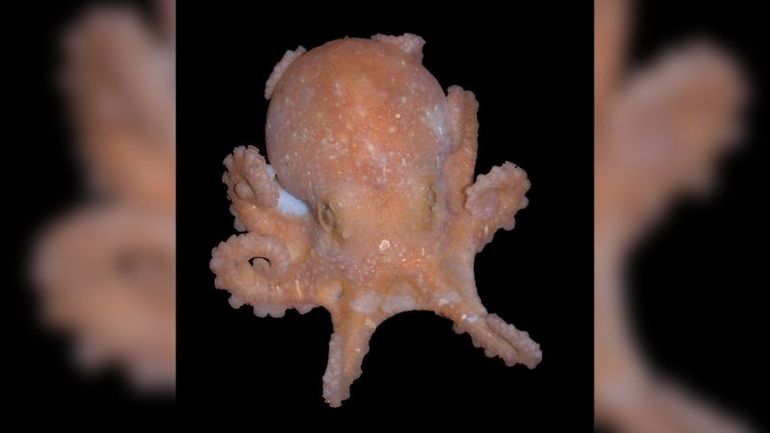 Future Sea-Level Rise: Unveiling Clues within Octopus DNA