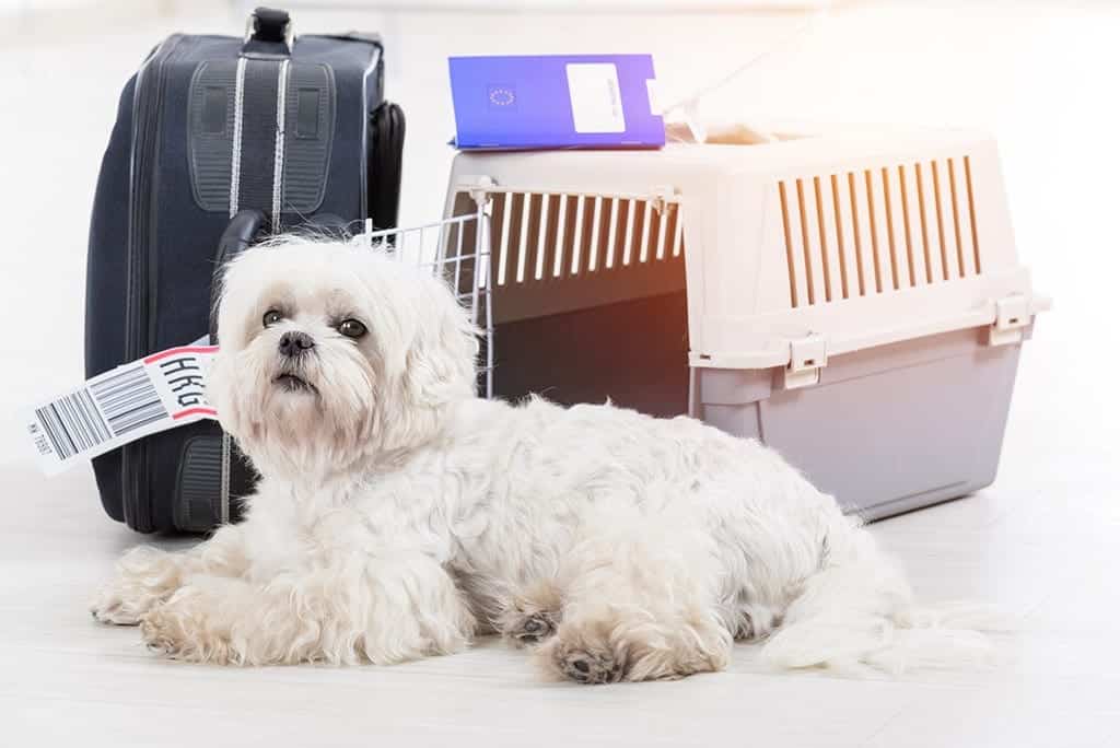 Shipping animals overseas store